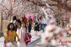 新疆“杏花村”：“以花为媒”解锁“杏”福产业